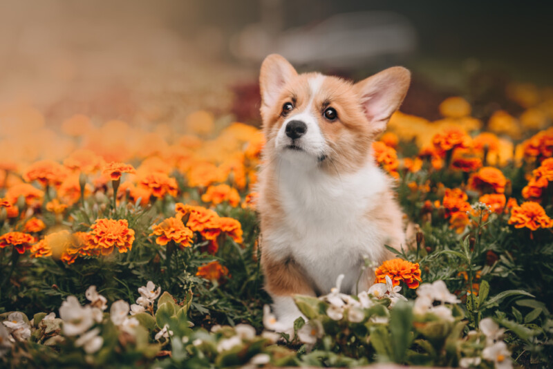 Are Pembroke Welsh Corgis Hypoallergenic? Do they Shed a Lot? » Petsoid