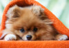Are Pomeranians Hypoallergenic? Do They Shed a Lot?