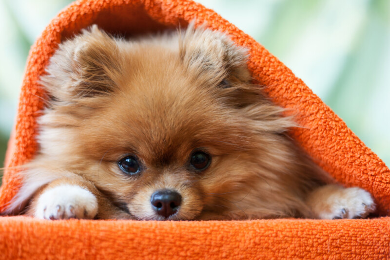 Are Pomeranians Hypoallergenic? Do They Shed a Lot? » Petsoid