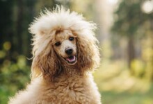 Are Poodles Hypoallergenic? Do They Shed a Lot?