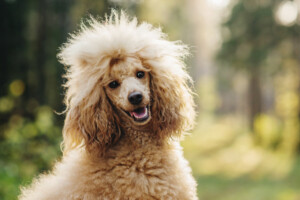 Are Poodles hypoallergenic Do they shed a lot