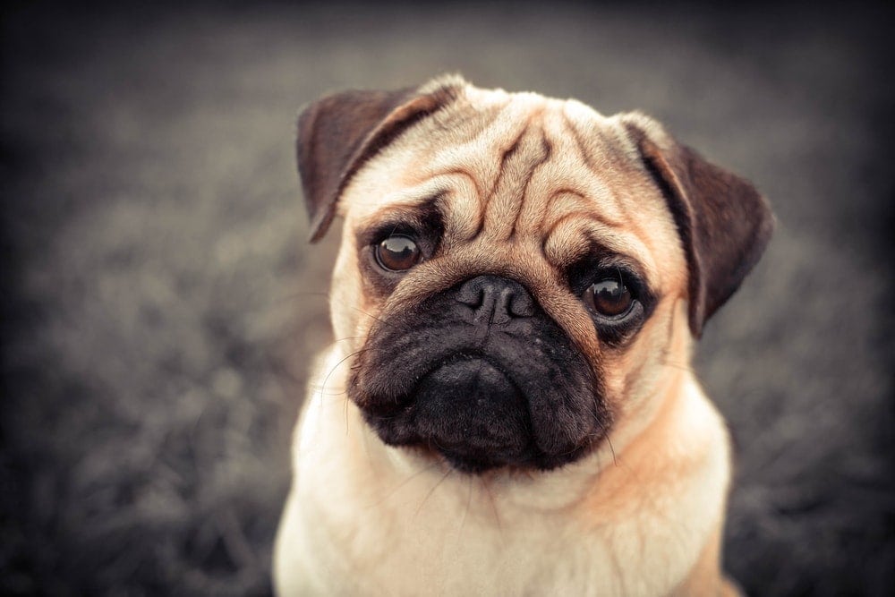 Are Pugs hypoallergenic Do they shed a lot