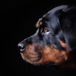 Are Rottweilers hypoallergenic Do they shed a lot