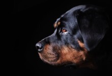 Are Rottweilers Hypoallergenic? Do They Shed a Lot?