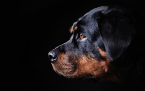 Are Rottweilers hypoallergenic Do they shed a lot