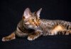 Are Savannah Cats Good Pets?