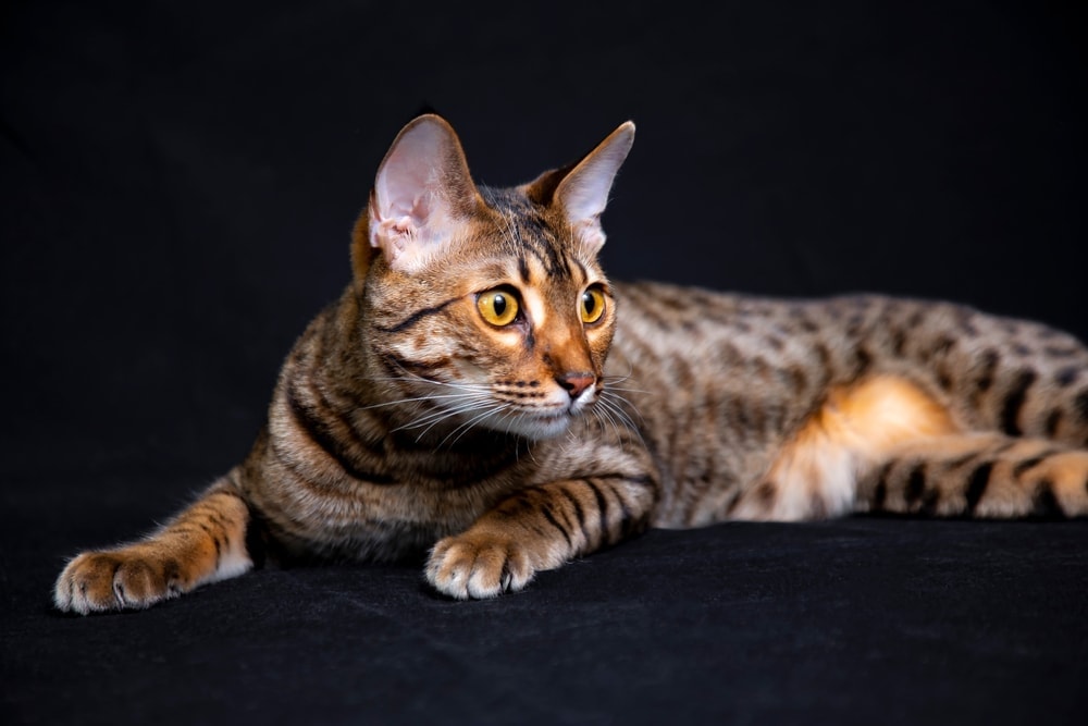 Are Savannah Cats Good Pets? » Petsoid