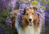 Are Shetland Sheepdogs Hypoallergenic? Do They Shed a Lot?