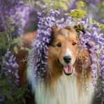 Are Shetland Sheepdogs hypoallergenic Do they shed a lot
