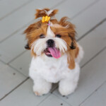 Are Shih Tzu hypoallergenic Do they shed a lot