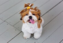 Are Shih Tzu Hypoallergenic? Do They Shed a Lot?