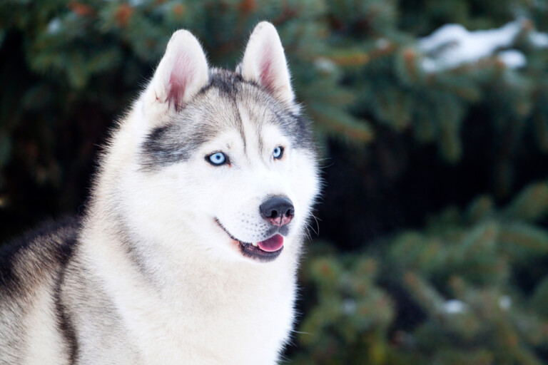 Are Siberian Huskies Hypoallergenic? Do They Shed a Lot? » Petsoid