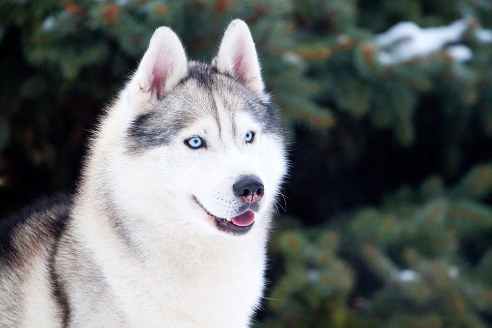 Are Siberian Huskies hypoallergenic Do they shed a lot