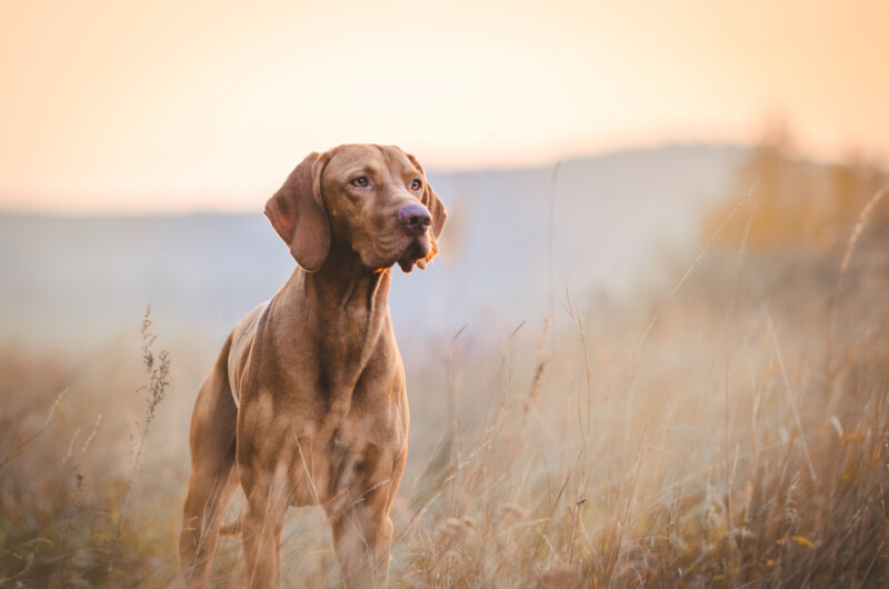 Are Vizslas Hypoallergenic? Do they Shed a Lot? » Petsoid