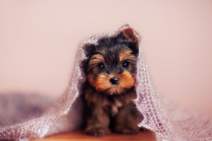 Are Yorkshire Terriers hypoallergenic Do they shed a lot