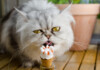 Can Cats Eat Ice Cream?