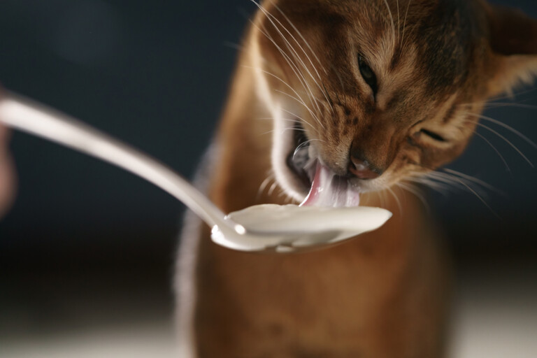 Can Cats Eat Yogurt? » Petsoid
