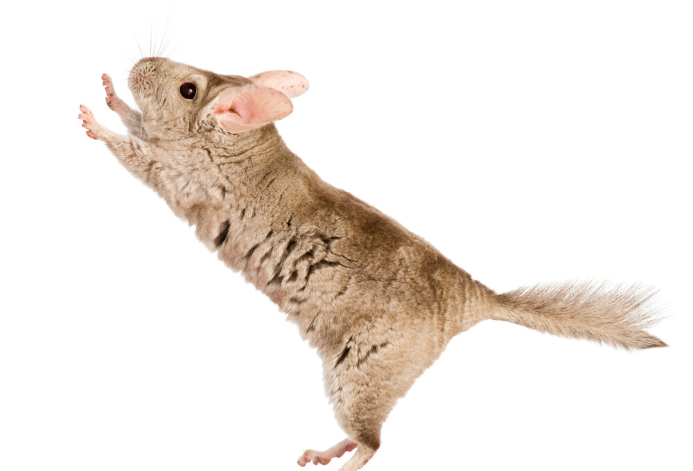 Why Do Chinchillas Bark? Common Chinchillas Sounds » Petsoid