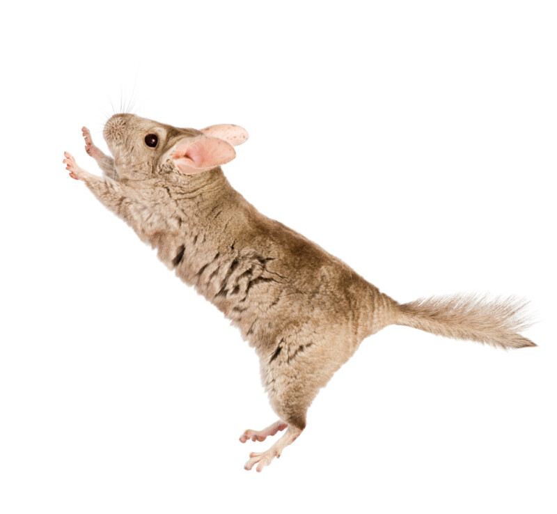 Can Chinchillas Jump & How high? » Petsoid