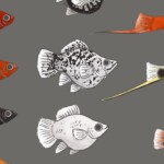 Can Mollies Platies Breed e1598106675906