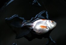 Can Too Much Dechlorinator Kill Fish?