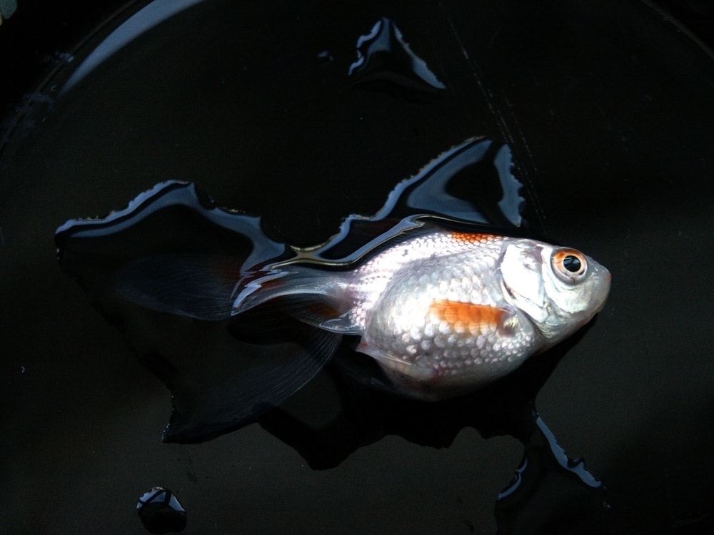 Can Too Much Dechlorinator Kill Fish