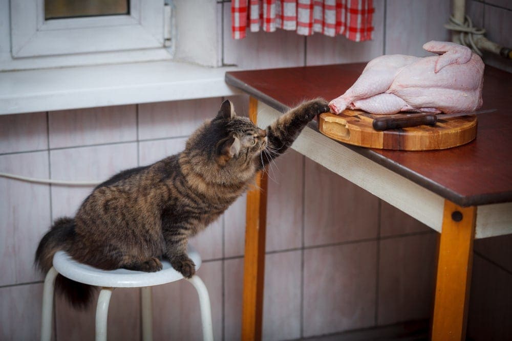 Can Cats Eat Raw Chicken Petsoid
