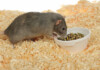 Can Pet Rats Eat Hamster Food?