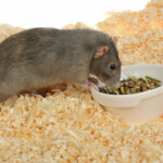 Can pet rats eat Hamster food