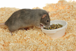 Can pet rats eat Hamster food