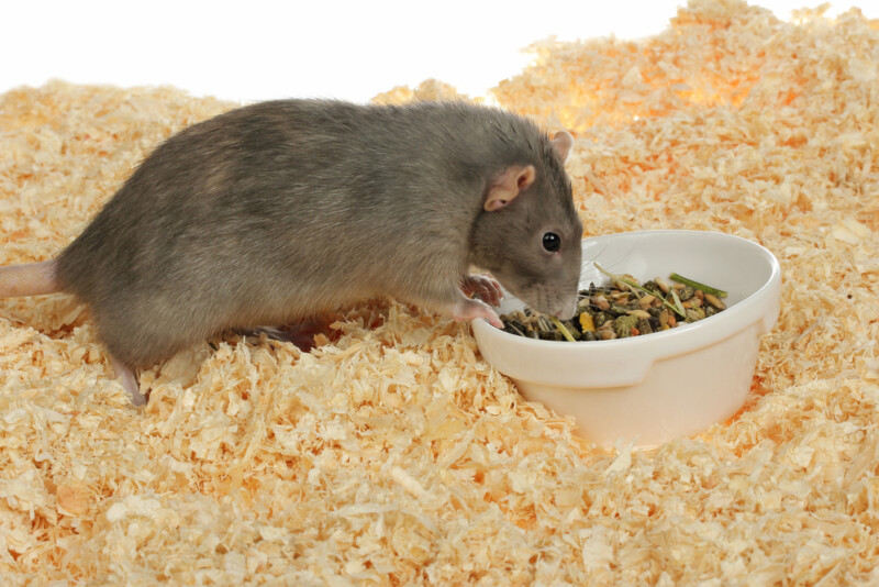 Can Pet Rats Eat Hamster Food? » Petsoid