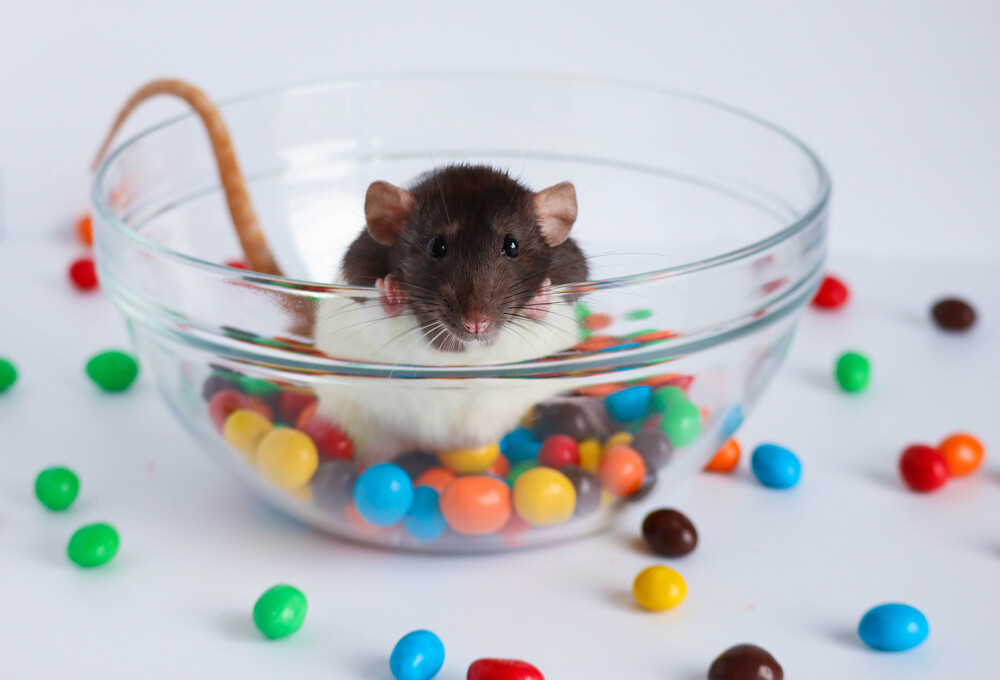Rat Can Eat Tomato at Lulu Rosen blog