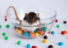 Can Pet Rats Eat Chocolate?