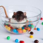 Can pet rats eat chocolate
