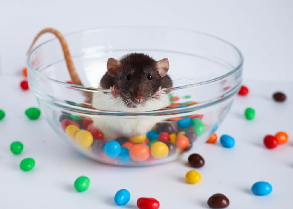 Can pet rats eat chocolate