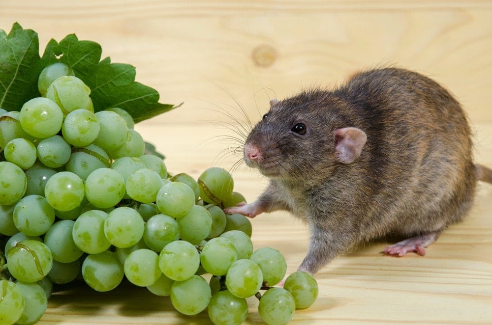Can pet rats eat grapes 1