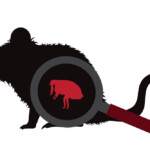 Can pet rats get fleas