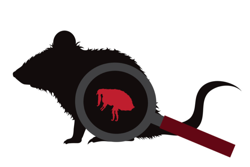 Can Pet Rats Get Fleas? » Petsoid