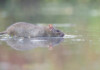 Can Pet Rats Swim?