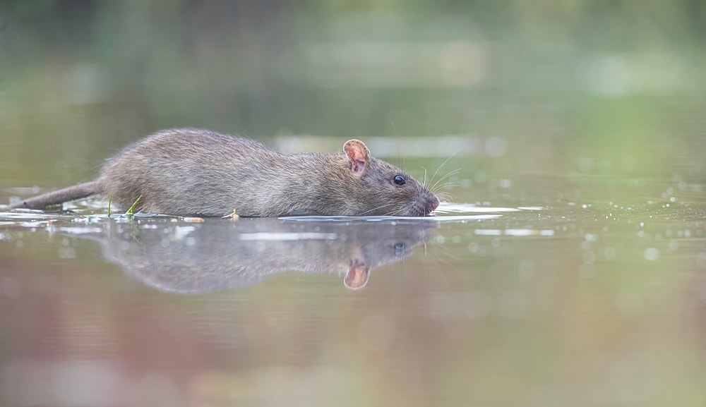Can pet rats swim