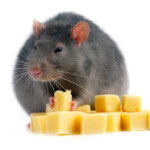 Can rats eat cheese