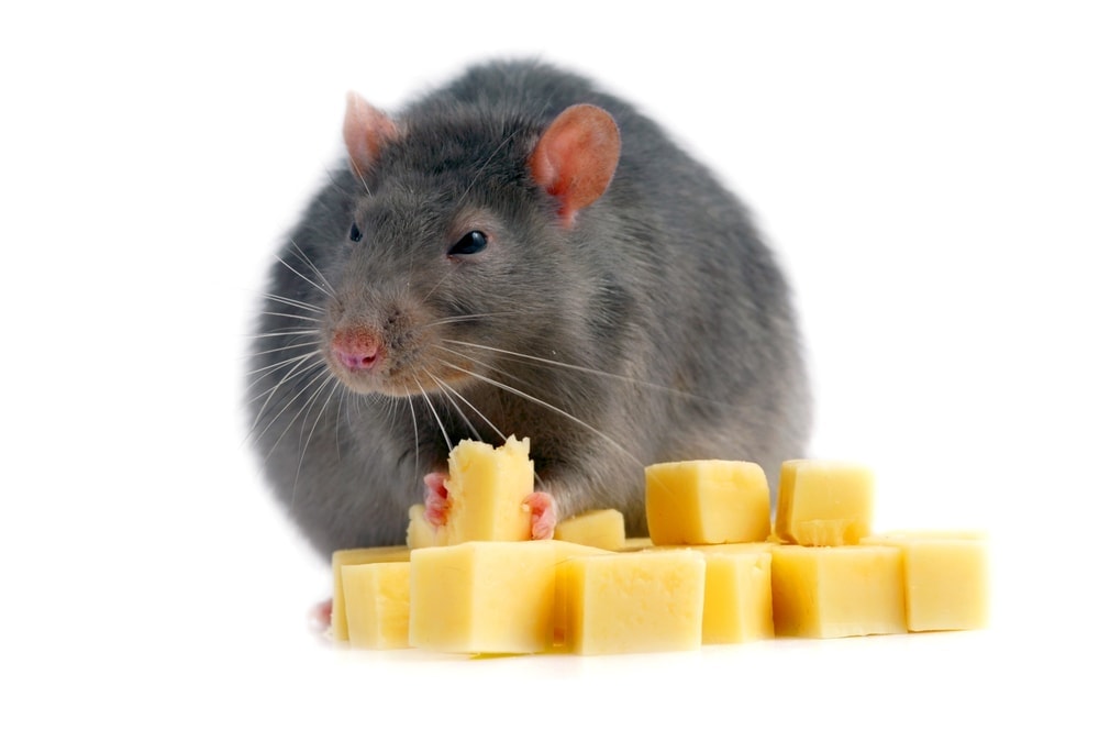 Can rats eat cheese