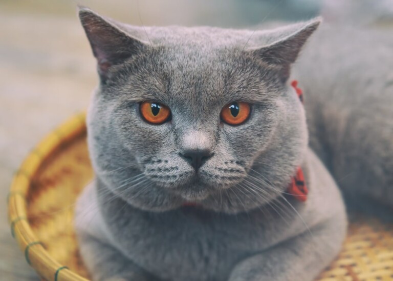 Chartreux Cats Care Guide & Price » Petsoid