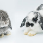 Chinchillas vs. Rabbits Which Is the Best Pet