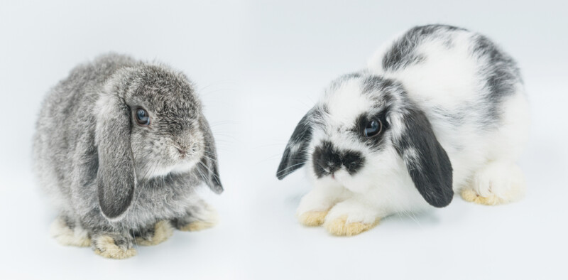 Chinchillas vs. Rabbits - Which Is the Best Pet? » Petsoid