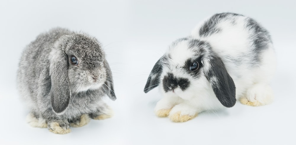Chinchillas vs. Rabbits Which Is the Best Pet
