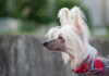 10 Best Hypoallergenic Dogs - Dogs That Don't Shed