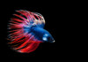 Crowntail Betta Care Guide - Diet, Breeding & More