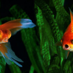 Do Aquarium Fish Vomit How can you prevent it