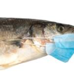 Do Fish Cough or Sneeze e1595709144478